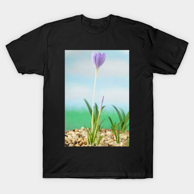 Crocus goulimyi   AGM  Autumn flowering crocus T-Shirt by chrisburrows